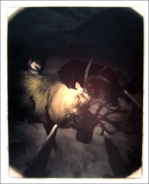 deer deer